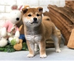 Small Photo #4 Shiba Inu Puppy For Sale in CHICAGO, IL, USA