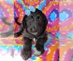 Small Photo #4 Shepadoodle Puppy For Sale in LANCASTER, PA, USA