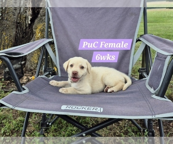 Medium Photo #108 Labrador Retriever Puppy For Sale in EDGEWOOD, TX, USA