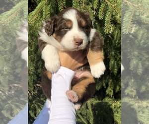 Australian Shepherd Puppy for sale in WATERVLIET, MI, USA