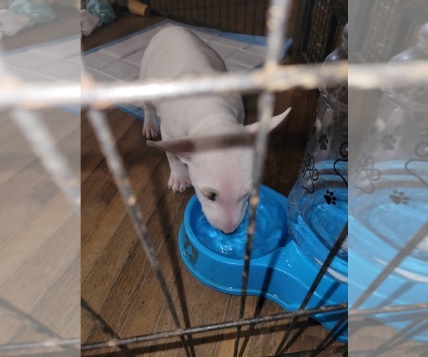 Medium Photo #4 Bull Terrier Puppy For Sale in LONG BEACH, CA, USA