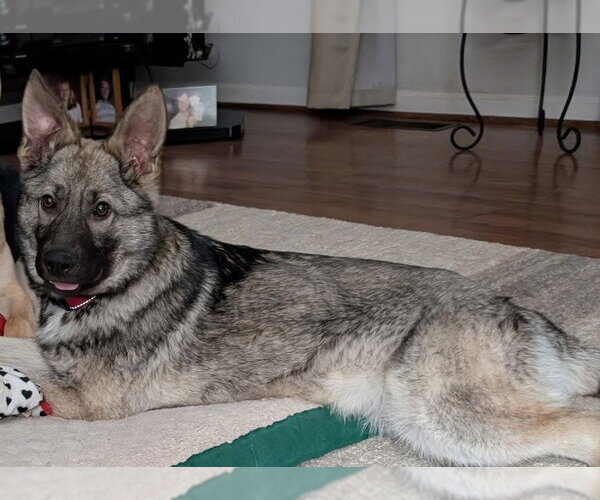 Medium Photo #2 German Shepherd Dog Puppy For Sale in New Hill, NC, USA