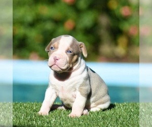 American Bully Puppy for sale in DELTONA, FL, USA