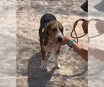 Small #7 Beagle