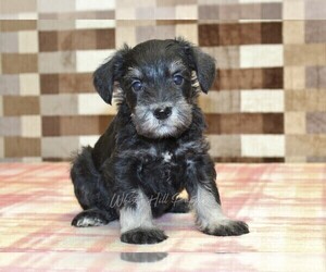 Schnauzer (Miniature) Puppy for sale in DENVER, PA, USA