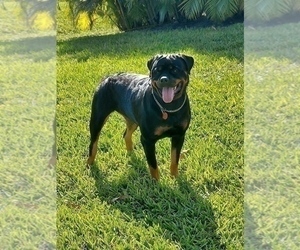 Mother of the Rottweiler puppies born on 02/02/2025
