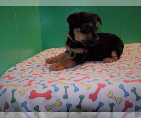 Medium Photo #4 Torkie Puppy For Sale in PATERSON, NJ, USA