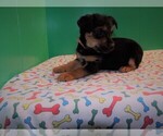 Small Photo #4 Torkie Puppy For Sale in PATERSON, NJ, USA