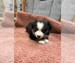 Small Photo #32 Australian Shepherd Puppy For Sale in AUBURN, IN, USA