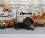 Small Photo #67 Cavalier King Charles Spaniel Puppy For Sale in CHANUTE, KS, USA