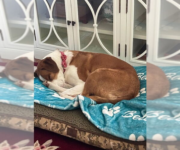 Medium Photo #3 Beagle Puppy For Sale in Westminster, MD, USA