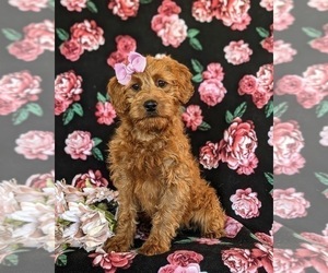 Miniature Labradoodle Puppy for sale in QUARRYVILLE, PA, USA