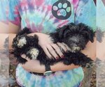 Small Photo #5 Mutt Puppy For Sale in Huntley, IL, USA