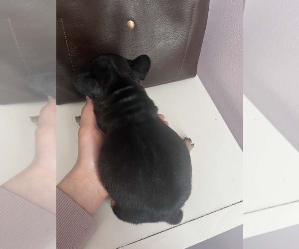 Medium Photo #6 French Bulldog Puppy For Sale in OSWEGO, IL, USA