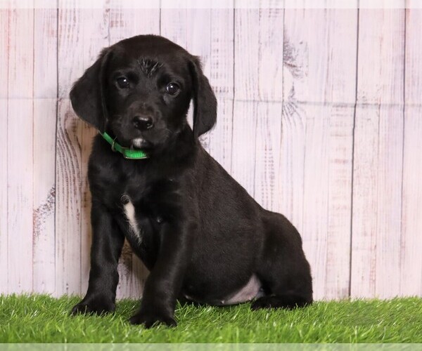 Medium Photo #4 Rottle Puppy For Sale in FREDERICKSBG, OH, USA