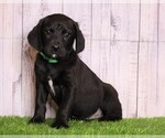 Small Photo #4 Rottle Puppy For Sale in FREDERICKSBG, OH, USA