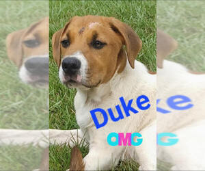 Labrador Retriever-Unknown Mix Dogs for adoption in Mobile, AL, USA