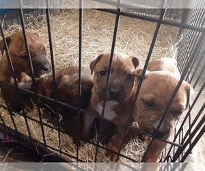 American Pit Bull Terrier-Presa Canario Mix Puppy for sale in VICTORIA, TX, USA