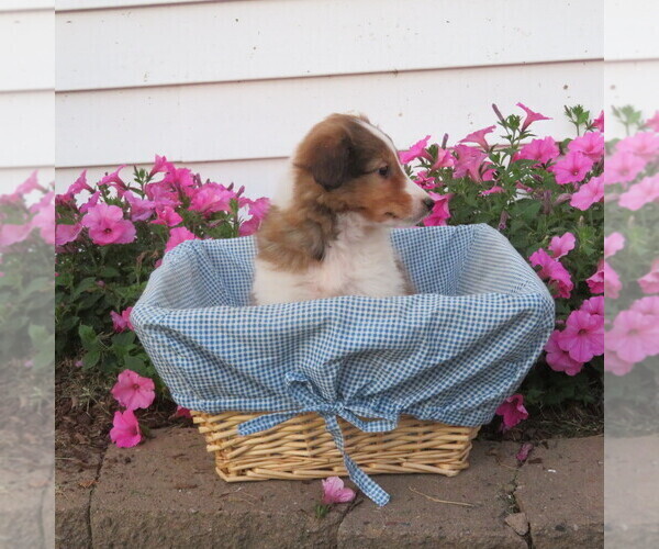 Medium Photo #12 Shetland Sheepdog Puppy For Sale in ATHENS, WI, USA