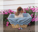 Small Photo #12 Shetland Sheepdog Puppy For Sale in ATHENS, WI, USA