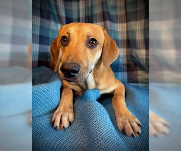 Medium Photo #4 Cheagle Puppy For Sale in Pleasanton, TX, USA