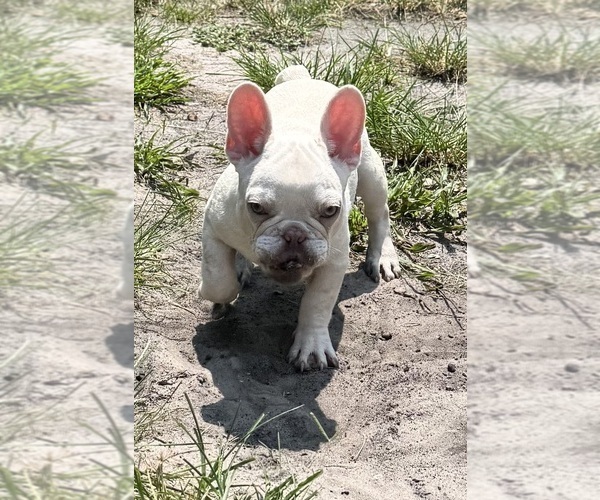 Medium Photo #1 French Bulldog Puppy For Sale in SAINT JOHNS, FL, USA