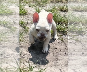French Bulldog Puppy for sale in SAINT JOHNS, FL, USA