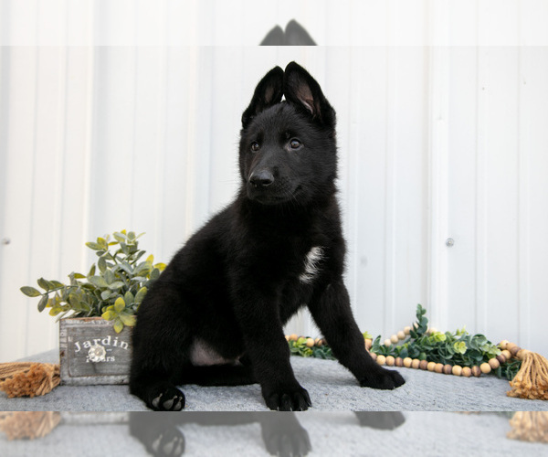 Medium Photo #3 German Shepherd Dog Puppy For Sale in SHIPSHEWANA, IN, USA