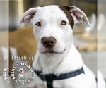 Small #1 Staffordshire Bull Terrier Mix