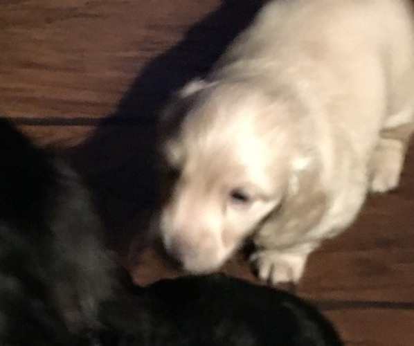 Medium Photo #2 Dachshund Puppy For Sale in SPRINGDALE, AR, USA