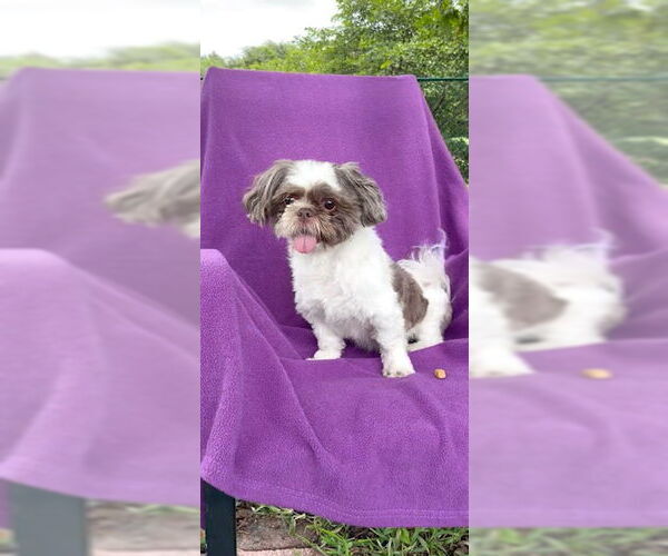 Medium Photo #6 Shih Tzu Puppy For Sale in Weston, FL, USA