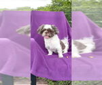 Small #5 Shih Tzu