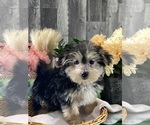 Image preview for Ad Listing. Nickname: Timmy