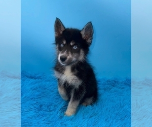 Siberian Husky Puppy for sale in SANDY HOOK, KY, USA