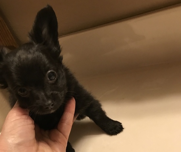Medium Photo #2 Chihuahua Puppy For Sale in FAYETTEVILLE, NC, USA
