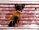 Small Russian Toy Terrier