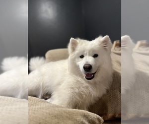 Mother of the Samoyed puppies born on 08/19/2023
