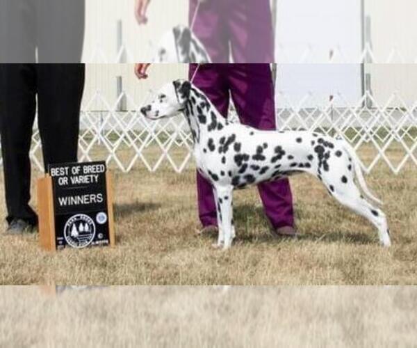 Medium Photo #1 Dalmatian Puppy For Sale in AURORA, IL, USA