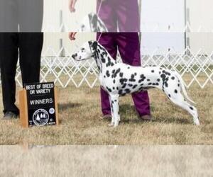 Dalmatian Puppy for Sale in AURORA, Illinois USA