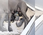 Small Photo #12 Great Dane Puppy For Sale in OLATHE, CO, USA