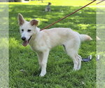 Small #1 Mutt
