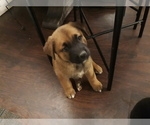 Small Photo #2 Labrador Retriever-Newfoundland Mix Puppy For Sale in CO SPGS, CO, USA