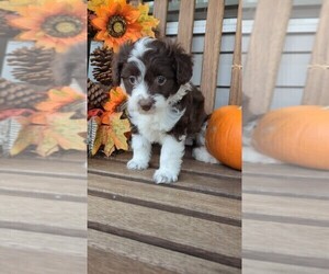 Miniature Australian Shepherd-Poodle (Toy) Mix Puppy for sale in LEBANON, MO, USA