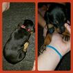 Small Photo #7 Doberman Pinscher Puppy For Sale in INWOOD, IN, USA