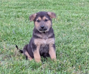 German Shepherd Dog Puppy for sale in WOODBURN, KY, USA
