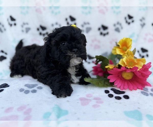 Medium Photo #2 Shih-Poo Puppy For Sale in LAKELAND, FL, USA