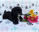 Small #1 Shih-Poo