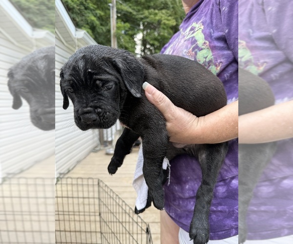 Medium Photo #1 Cane Corso Puppy For Sale in NEW TAZEWELL, TN, USA