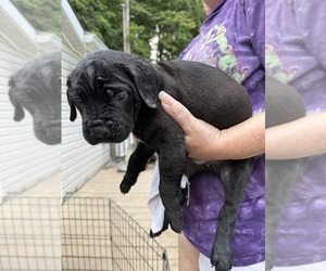 Cane Corso Puppy for sale in NEW TAZEWELL, TN, USA