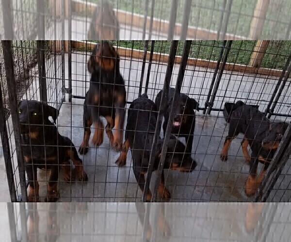 Medium Photo #68 Rottweiler Puppy For Sale in RIEGELWOOD, NC, USA
